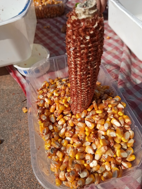 mais verticale bambini scuola